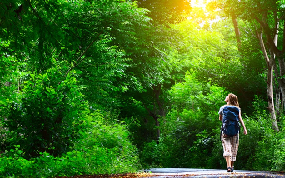 Kasauli Nature Walk On Gilbert Trail Landscape Image